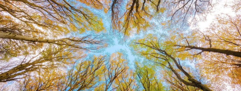 harmonizacija-qi-polja