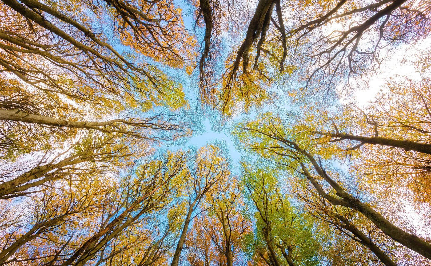 harmonizacija-qi-polja